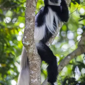 Africa Print: Black and White Colobus at Arusha National Park