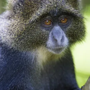 Tanzania Print: Blue Monkey at Arusha NP