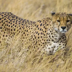 Africa. Tanzania. Cheetah (Acinonyx jubatus) hunting on the plains of the Serengeti