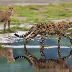 Africa. Tanzania. Cheetahs (Acinonyx jubatus) cross some water at Ndutu in Serengeti NP