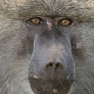 Africa, Tanzania. Closeup of male baboon