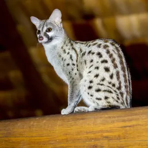 Serengeti NP Print of Common Genet in Tanzania Serengeti NP Print of Common Genet in Tanzania