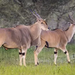 Africa Print: Eland in Serengeti National Park