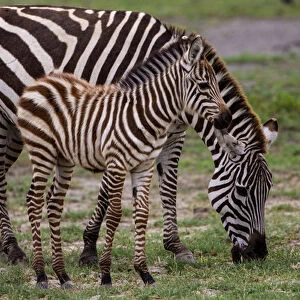Africa. Tanzania. Female Zebra (Equus quagga) with colt in Serengeti NP