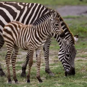 Africa. Tanzania. Female Zebra (Equus quagga) with colt in Serengeti NP