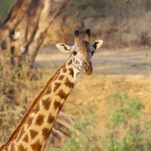Africa, Tanzania. A giraffe stands under a large tree