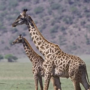 Africa. Tanzania. Giraffes in the Ngorongoro Conservation Area