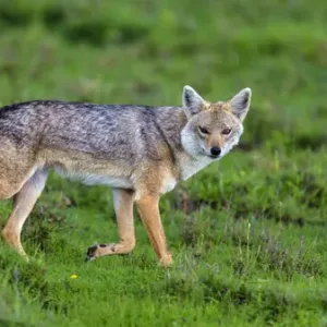 Golden Jackal Print, Serengeti National Park, Tanzania