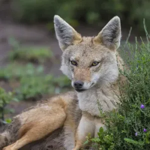 Africa. Tanzania. Golden jackal (Canis aureus) in Serengeti NP