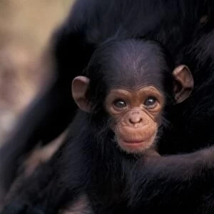 Africa, Tanzania, Gombe Nat l Park, Flirt, a 3-week-old chimpanzee (Pan troglodytes)