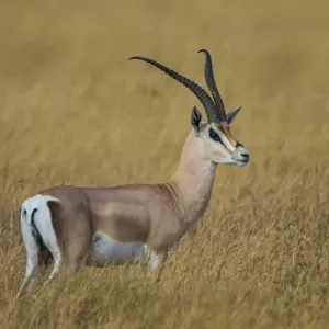Africa. Tanzania. Grants gazelle (Nanger granti) in Serengeti NP