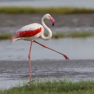 Greater Flamingo Print in Serengeti National Park