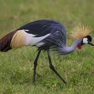 Africa. Tanzania. Grey crowned crane (Balearica regulorum) at Ngorongoro crater
