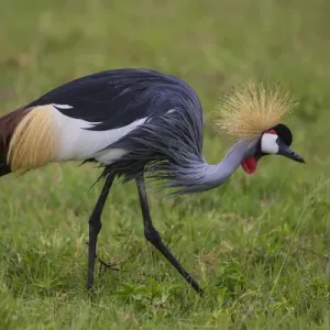 Africa Print: Grey Crowned Crane at Ngorongoro Crater