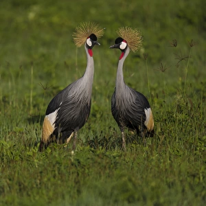 Africa. Tanzania. Grey crowned cranes (Balearica regulorum) at Ngorongoro crater
