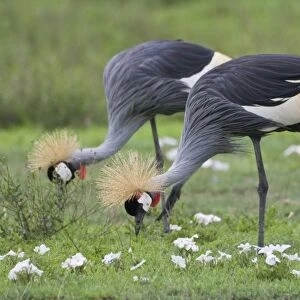 Africa. Tanzania. Grey Crowned Cranes at Ngorongoro Crater, Ngorongoro Conservation Area