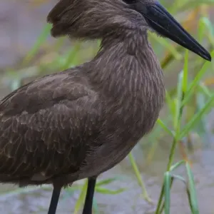 Africa. Tanzania. Hamerkop (Scopus U. umbretta) at Tarangire NP