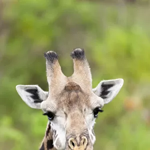 Africa, Tanzania. A head shot of a Masai giraffe