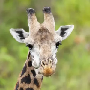 Africa, Tanzania. A head shot of a Masai giraffe Africa, Tanzania. A head shot of a Masai giraffe