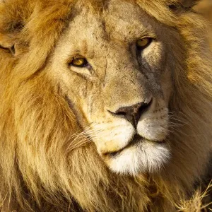 Africa, Tanzania. Headshot of a male lion