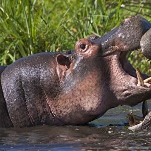 Africa. Tanzania. Hippopotamus sparring at the Hippo Pool at Ngorongoro Crater, Ngorongoro