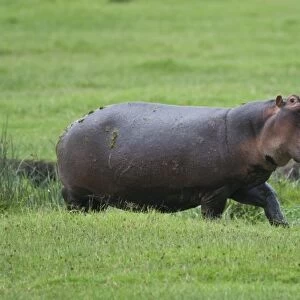 Africa. Tanzania. Hippopotamus yawns at the Hippo Pool at Ngorongoro Crater, Ngorongoro