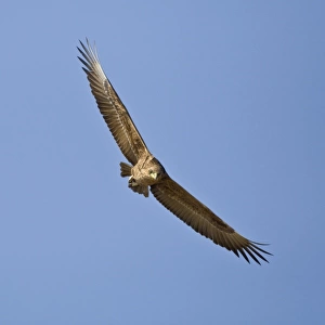 Africa. Tanzania. Immature Bateleur Eagle flying in Serengeti NP