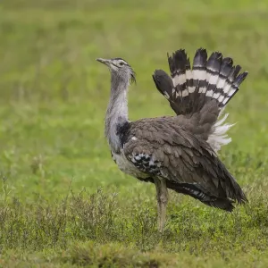 Ngorongoro Crater Print: Kori Bustard