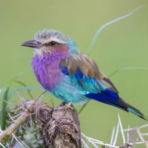 Africa. Tanzania. Lilac-breasted roller (Coracias caudatus) in Serengerti NP