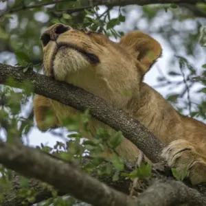 Africa, Tanzania, Lion in tree Africa, Tanzania, Lion in tree
