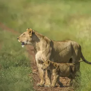 Africa Print - Tanzania Lioness with Cub