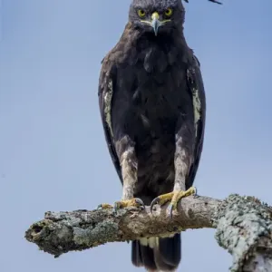 Africa. Tanzania. Long-crested eagle (Lophaetus occipitalis) in Serengeti NP