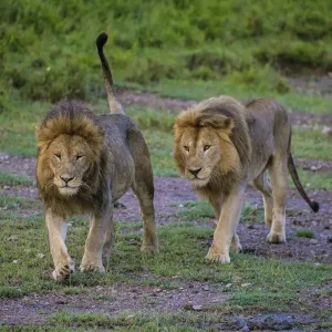 Africa. Tanzania. Male African lions (Panthera leo) at Ndutu in Serengeti NP