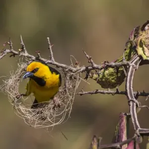 Africa. Tanzania. Male black-necked weaver (Ploceus nigricollis melanoxanthus) nest-building