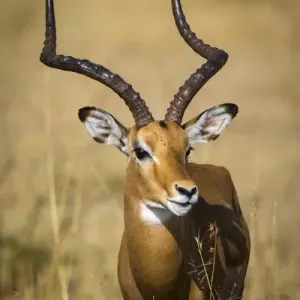 Male Impala Print, Serengeti National Park Tanzania