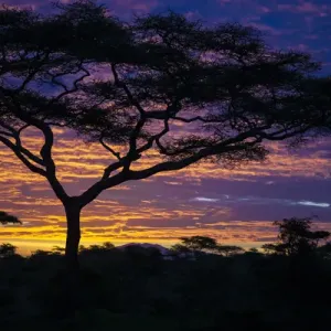 Africa. Tanzania. Morning sunrise at Ndutu in Serengeti NP