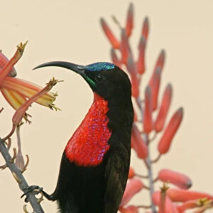 Africa, Tanzania, Ndutu. Close-up of scarlet-breasted sunbird on limb. Credit as