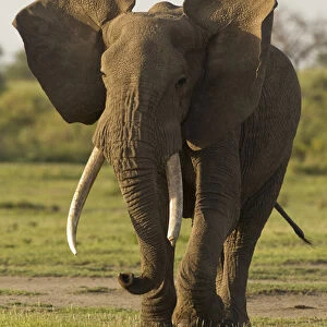 Africa, Tanzania, Ngorongoro Conservation Area, Serengeti National Park, African Elephant