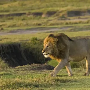 Africa; Tanzania; Ngorongoro Conservation Area. A male lion (Panthera leo) Africa; Tanzania; Ngorongoro Conservation Area. A male lion (Panthera leo)