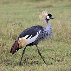 Africa, Tanzania, Ngorongoro Crater, Grey Crowned Crane (Balearica regulorum)