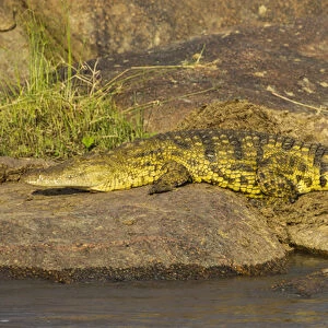 Africa. Tanzania. Nile crocodile (Crocodylus niloticus) basks in the sun at the Mara