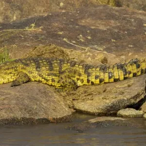 Africa. Tanzania. Nile crocodile (Crocodylus niloticus) basks in the sun at the Mara