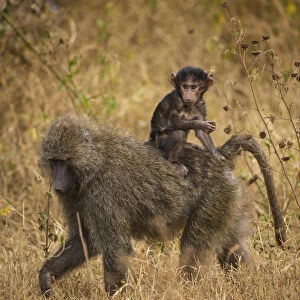 Africa. Tanzania. Olive baboon (Papio anubis) female with baby at Serengeti NP