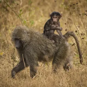 Olive Baboon Mother and Baby Print