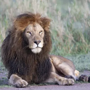 Africa, Tanzania. Portrait of a black-maned lion Africa, Tanzania. Portrait of a black-maned lion