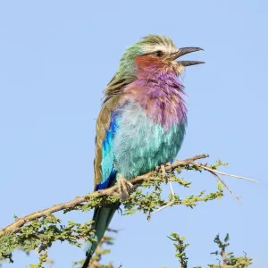 Africa, Tanzania. Portrait of a lilac-breasted roller
