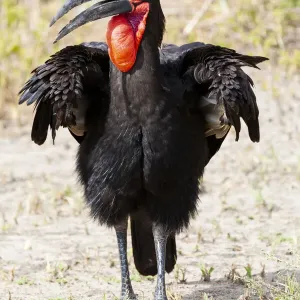 Africa, Tanzania. Portrait of a southern ground hornbill adult