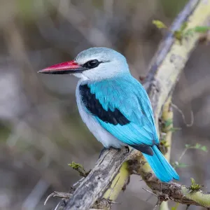 Africa, Tanzania. Portrait of a woodland kingfisher