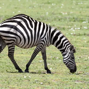 Africa, Tanzania. Portrait of a zebra with a spinal deformity