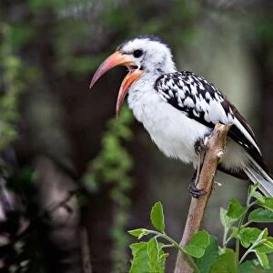 Africa, Tanzania, Red-billed Hornbill (Tockus erythrorhynchus)